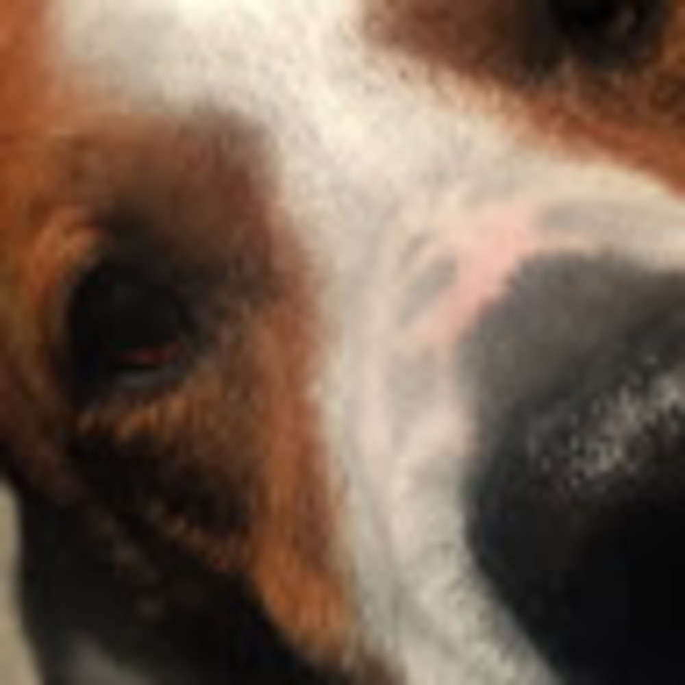Meet your Posher, Zoe